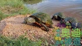 头条钓鱼视频拍摄赚钱吗,头条钓鱼视频拍摄，揭秘赚钱新途径！